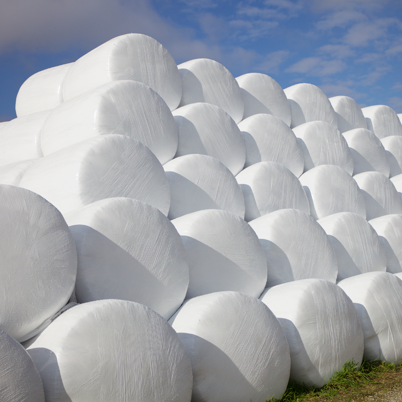 Viele weiße, in Plastikfolie eingewickelte Silageballen, gestapelt unter blauem Himmel